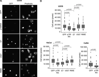 FIG 7 E7 affects cell spreading. (A) U2OS cells were transiently transfected with GFP or GFP fusions of wild-type, V55T, or R66E E7 or dominant negative p190objective; representative images are shown