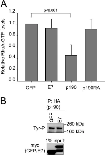 FIG 9 Effects on RhoA-GTP levels and p190 tyrosine phosphorylation. (A)Expression of wild-type p190, but not wild-type E7 or dominant negativep190, affects RhoA-GTP levels