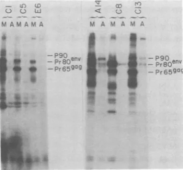 FIG. 8.fected Analysis of virion RNAs cell lines. After cells were meta