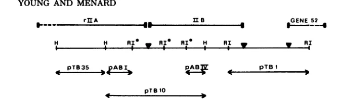 FIG. 1.scale. Maps of T4 rIIA and rIIB restriction enzyme fragments. The maps are drawn approximately to H, HindIII.