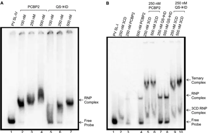 FIG 3 RNA binding of cleavage-resistant PCBP2. Radiolabeled poliovirus stem-loop RNA was used in mobility shift assays to determine the ability of theamounts of PCBP2 (lanes 2 to 4) or uncleavable PCBP2 (QS3CD alone (lane 2) or with PCBP2 alone (lanes 3 an