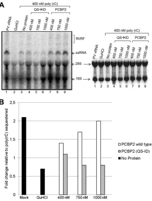 FIG 6 In vitroPCBP2 (white) or PCBP2 (QS poliovirus RNA replication in the presence of added wild-type or uncleavable PCBP2