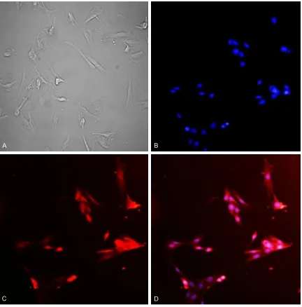 Figure 3. Colonic smooth muscle cells were successfully identified using immunofluorescence staining using an-tibody to α-actin (× 200)