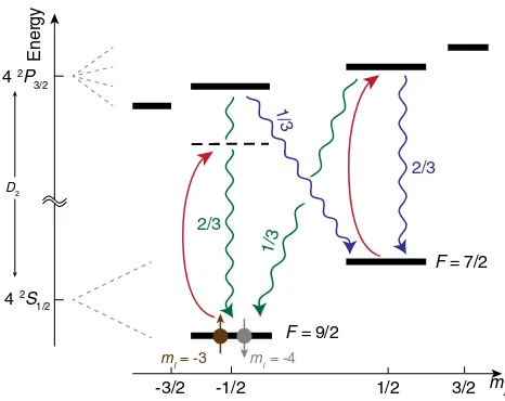 FIG. 5.Level scheme ofmanifold that the state is adiabatically connected to at lowmagnetic fields