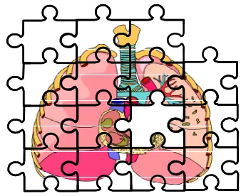 Figure 4, Jigsaw metaphor representing agent components of the heart and lungs 