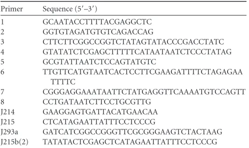 TABLE 1 Primers used in this study