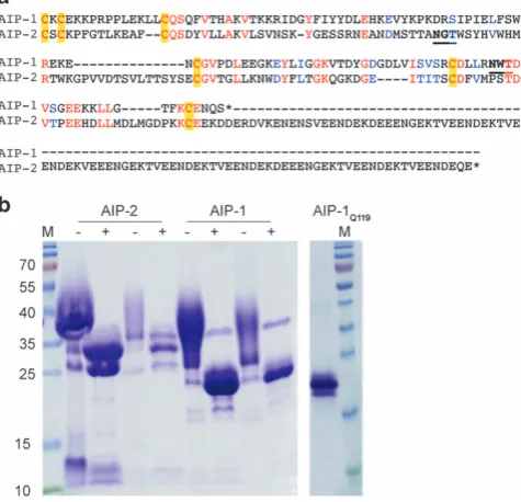 Figure 2 Wild typethe gel. The image on the right shows recombinant AIP-1Q119 (1its molecular weight is similar to enzymatically deglycosylated wild typeremovein red and similar substitutions are in blue
