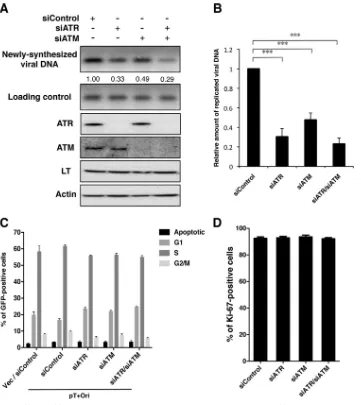 FIG 9 siRNA knockdown of ATR and ATM reduces viral DNA replication. C33A cells were cotransfected with pT�Ori and control siRNA (siControl), siATR,and/or siATM