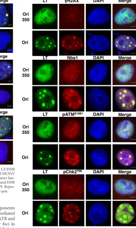 FIG 2 The MCPyV genome alone is sufﬁcient to reproduce the LT/DDRcolocalization phenotype