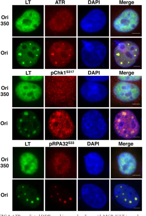 FIG 5 MCPyV LT activates a host DDR in C33A cells. C33A cells werecotransfected with a plasmid carrying either MCPyV LT or the control vector(Vec 1) and with a plasmid carrying either the MCPyV origin (Ori) or anempty vector (Vec 2)