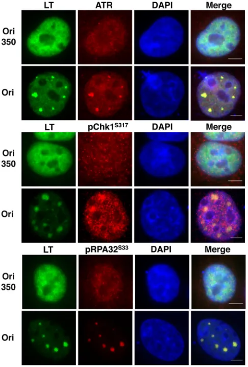 FIG 5 MCPyV LT activates a host DDR in C33A cells. C33A cells werecotransfected with a plasmid carrying either MCPyV LT or the control vector(Vec 1) and with a plasmid carrying either the MCPyV origin (Ori) or anempty vector (Vec 2)