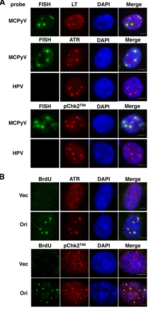 FIG 6 DDR proteins localize at the replicating MCPyV origin in the nucleus.(A) C33A cells were cotransfected with a plasmid carrying MCPyV LT and aplasmid carrying the MCPyV origin (Ori)
