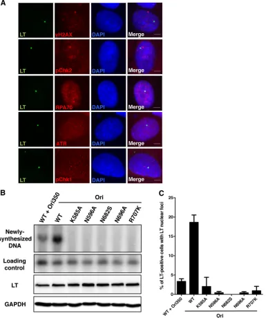 FIG 7 Formation of DDR protein/LT nuclear foci is dependent on MCPyV DNA replication. (A) U2OS 2-6-3 cells were transfected with a plasmid carryingLacR-fused MCPyV LT
