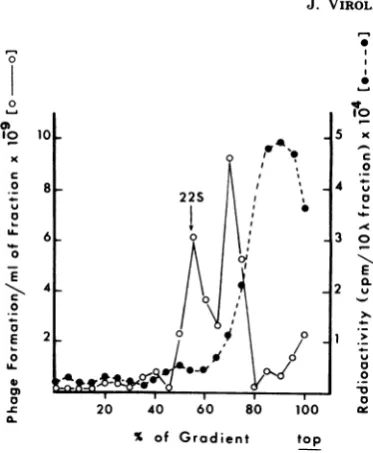 FIG. 1.performedplugswithatincubatedassayedlysatesamberthetionbation. 5°C. Sedimentation of baseplate central tail in a 15 to 30% sucrose gradient