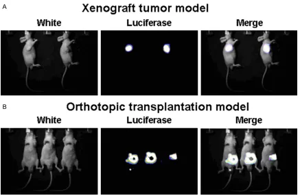 Figure 1. HT-29 cells xenograft tumor and orthotopic tumor. Tumor was recognized by luciferase and indicated as white light, luciferase and merge