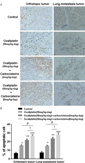 Figure 5. TUNEL assay for orthotopic transplantation tumor and metastasis site. Representative imagers and analysis data of TUNEL assay for the xenograft tumor and metastasis site indicated the level of apoptosis after the treatment of oxaliplatin with or 