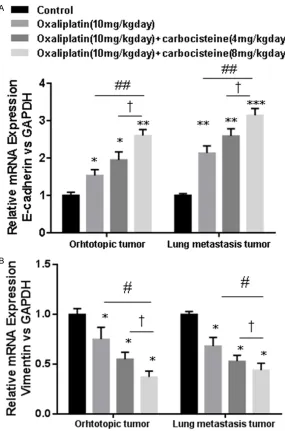 Figure 6. Effects of carbocisteine preconditioning treatment on epithelial (E-cadherin) and mesenchymal (vimentin) markers in orthotopic transplantation tumor tissue and metastasis tumor tissue