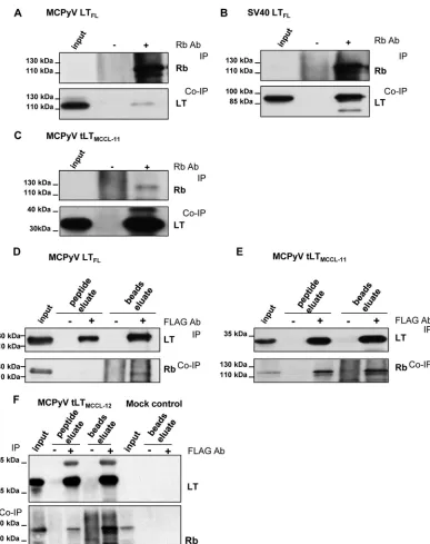 FIG 7 Full-length MCPyV LTFL weakly binds Rb in transiently transfected H1299 cells while truncated MCPyV tLT strongly interacts with Rb