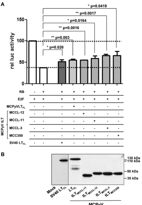FIG 8 Release of Rb-dependent repression by tumor-derived truncated