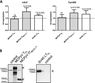 FIG 10 Binding afﬁnity of truncated LT proteins to Rb pocket domain determined by microscale thermophoresis