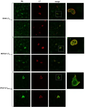 TABLE 2 Kd values determined by microscale thermophoresisa