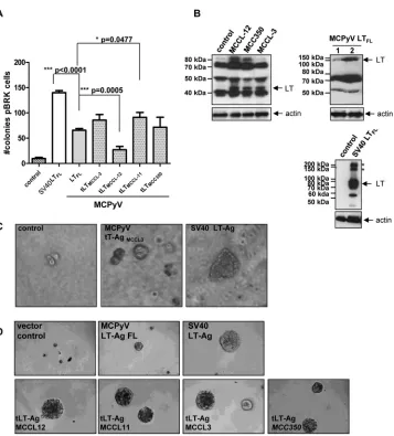 FIG 12g total protein was loaded. LT-Ag proteinsare highlighted with an arrow; the asterisk indicates the position of SV40 LT multimers