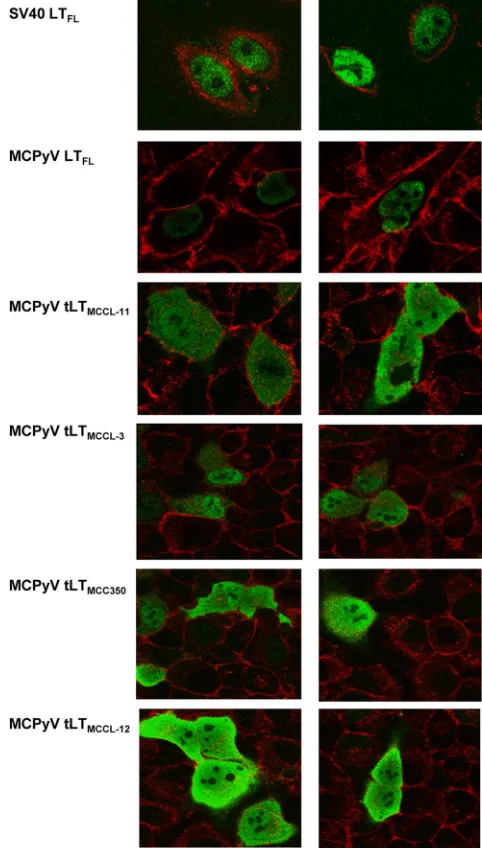 FIG 2 Viral replication assays using pCR2.1-ori plasmids and LT expression plasmids. (A) Southern blot of HIRT DNA extracts from PFSK-1 cells transfectedwith 1 �g pCR2.1 MCPyV-ori and N-terminally or C-terminally tagged MCPyV LT expression constructs