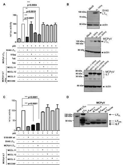 FIG 6 P values using t test are indicated. (B) Western blot of cells analyzed in panel A with loading of equal amounts of LT protein expressed under these conditions.FLreporter constructs) is shown