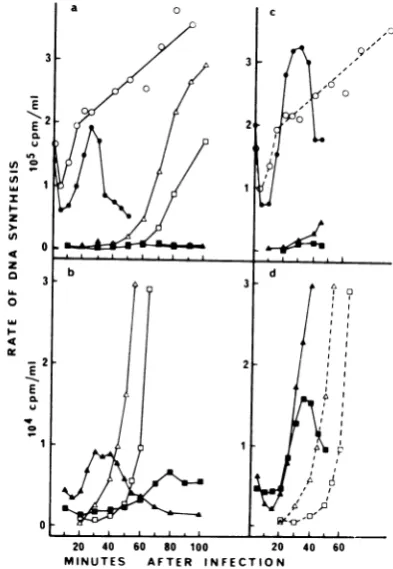 FIG. 3.plottedpendenthybridizationas4-minofwasmined[3H]thymidinetionratetion(0),W3350 three (0)