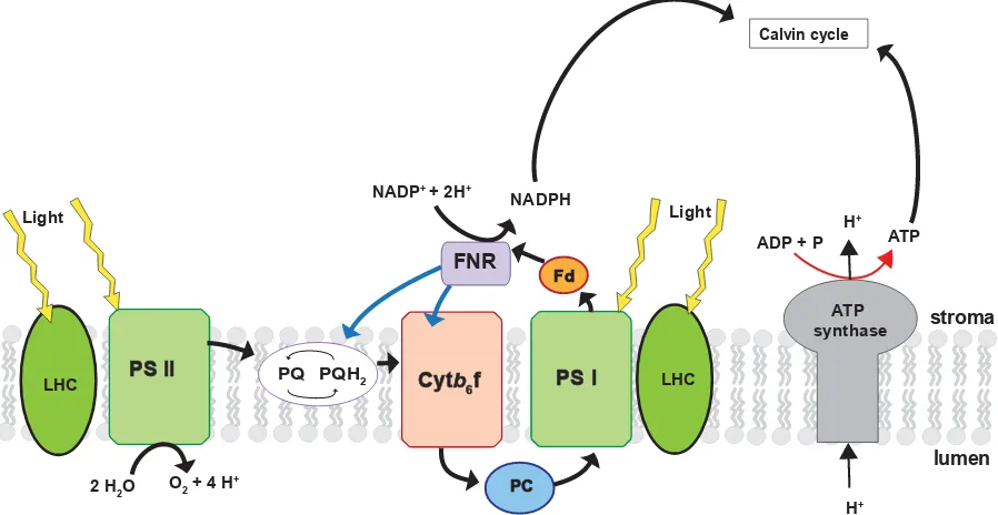 Figure 1.1 Photosynthesis schematic, depicting the chloroplast electron transport chain throughout the light-dependent reactions
