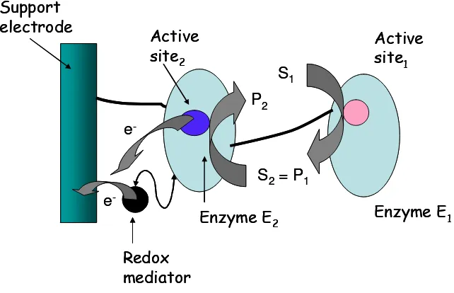Figure 10. Enzyme amplification via coupling of two different enzymes. 