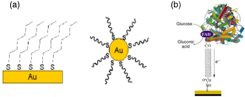 Figure 1.  Protected Metal Nanocluster (MPNC) (right) of alkane thiol molecules on gold substrate surface and nanoparticle