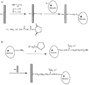 Figure 6. (A) Self assembly of functionalized thiolated monolayers on Au electrodes for the covalent linkage of enzymes