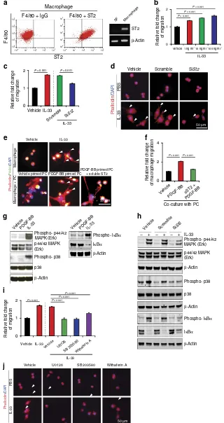 Fig. 6c and d), indicating that IL-33-activated macrophages play a