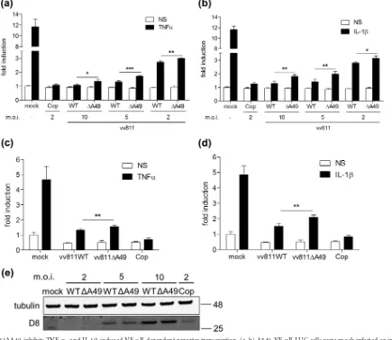 FIG 4 vv811�A49 does not inhibit p65 translocation in response to stimulationof cells with NF-�B agonists