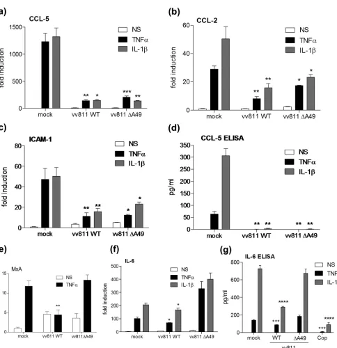 FIG 6 vv811�A49 inhibits TNF-�- and IL-1�-induced gene transcription and protein expression