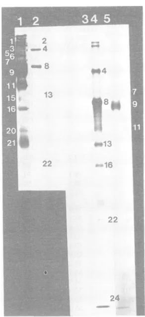 FIG. 4.2)[35S]methionine-labeledLanes2virusesandtivity(theseillustrate and and Analysis ofpurified [aH]glucosamine- and IBRV