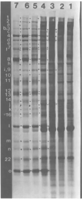 FIG. 7.polyacrylamideproteins4),thionine0thesis.7) to h 6 Time course of IBRVpolypeptide synthe- IBRV-infected ceUs were labeled with [9S]me- at 0 to 2 (lane 2), 2 to 4 (lane 3), 4 to 6 (lane to 8 (lane 5), 10 to 12 (lane 6), and 12 to 14 (lane after infec