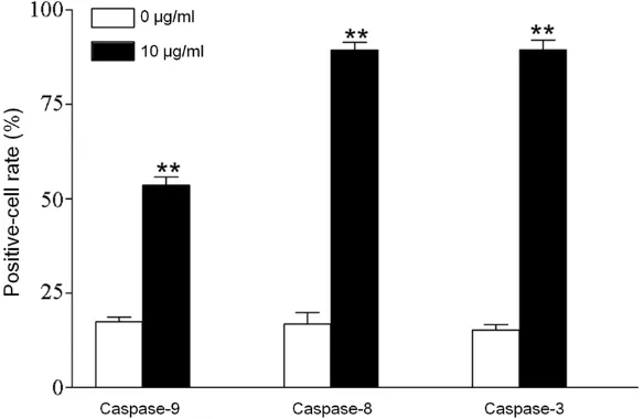 Figure 4. Influences of Prthenolid on the Caspase-9, Caspase-8, Caspase-3 of HeLa. A. Change of Caspase-9 in HeLa Cell of Control Group in 24 hours; B