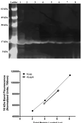 Figure 3: Purity comparisons of recombinant tilapia leptin A (rtLepA) relative to commercial recombinant human leptin