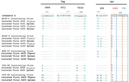 FIG 7 Limited variation occurs within three HLA-Bfrom the thymuses and spleens of BLT humanized mice at week 16 (isolates ES38-5 and ES38-9), week 8 (isolate ES8-43), and week 4 (isolates CP4-2B andCP6-2E), and Gag and Nef epitopes were analyzed