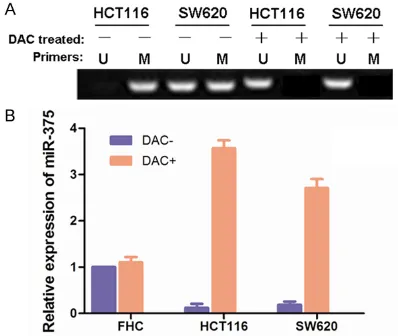 Figure 2. miR-375 is highly methylated and re-ex-pressed by DAC treatment in CRC cell lines