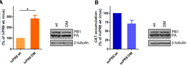 FIG 3 Analysis of RNAP II degradation induced by double-mutant lvPR8 and hvPR8 viruses