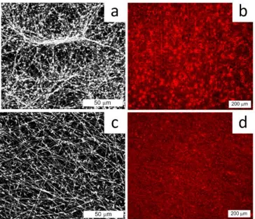Figure 2.10.  PEO fiber mat with 4 w/w% PEO and 0.02% RhB in deionized water   BLG (a) scanning electron micrograph, (b) confocal microscope image of RhB distribution; without and with BLG (50:50 BLG:PEO for total 8 w/w%) (c) scanning electron micrograph, (d) confocal microscope image of RhB distribution.