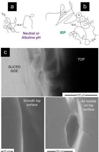 Figure 3.4: Schematics for heat induced structural modifications of BLG for (a) neutral or alkaline medium such as pH 6.8 or (b) at the BLG isoelectric point (IEP) [recreated from Linden et al., 1999]67 with (c) ESEM of WPI:PULL blend gel slice