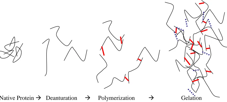 Figure 1.2. Schematic representation of gelation of globular proteins. Solid short connections refer to chemical bonding (disulphide), while dotted connections refer to physical interactions (hydrogen bonding, hydrophobic interactions and 