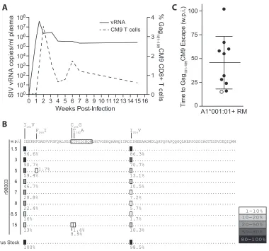 FIG 1 Compensatory mutations in SIVmac239-2V revert rapidly to wild type despite a Gag181–189CM9-speciﬁc CD8TL response