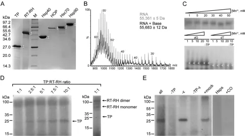 FIG 9 In vitro[versus [signiﬁcantly increased at higher molar ratios of TPvaried from 1:5 through 4:1)