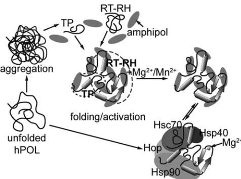 FIG 10 Schematic ofUnfolded hPOL has an extreme tendency to aggregate and form inclusionbodies