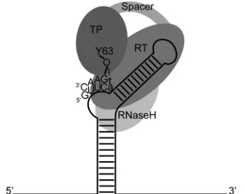 FIG 1 Schematic representation of protein-primed initiation of reverse tran-scription mediated by hPOL